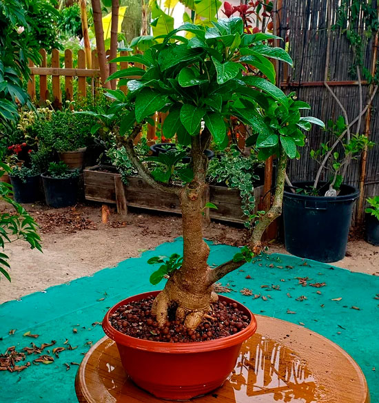 Bonsái de Ombú - Phytolacca dioica
