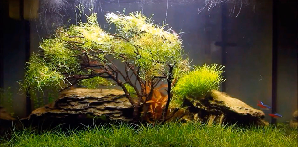 Bonsai dentro de un acuario