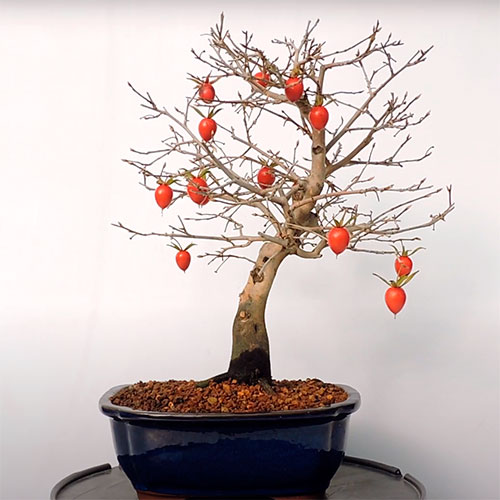 Bonsai diospyros rhombifolia - kaki