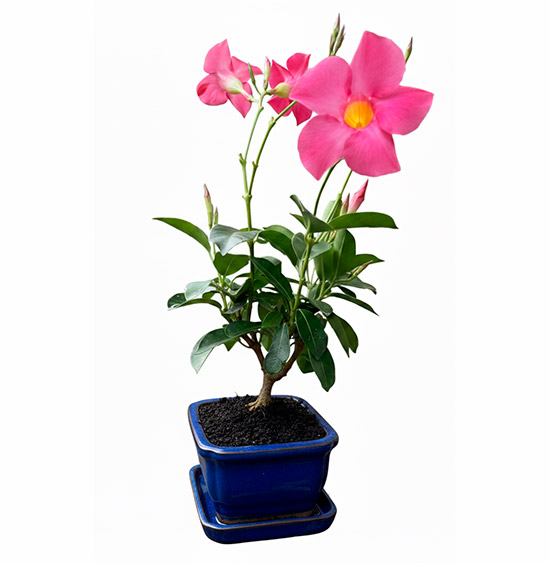 Bonsái Dipladenia - Mandevilla