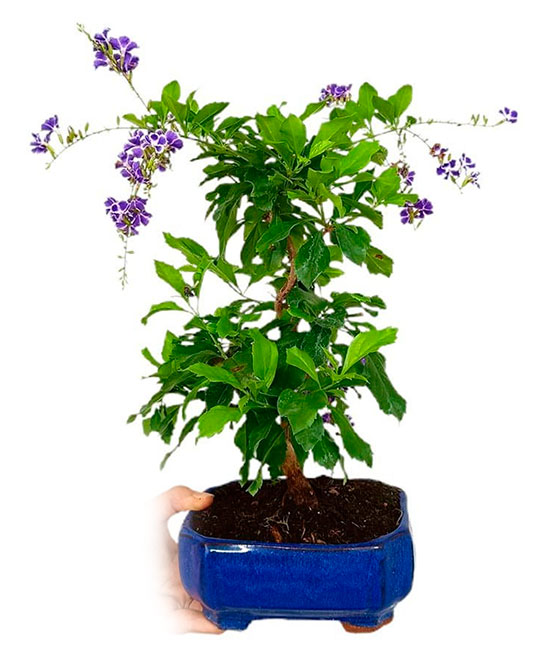 bonsai duranta repens