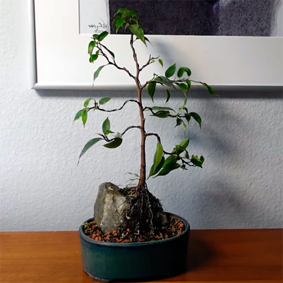 Bonsai situado dentro de casa