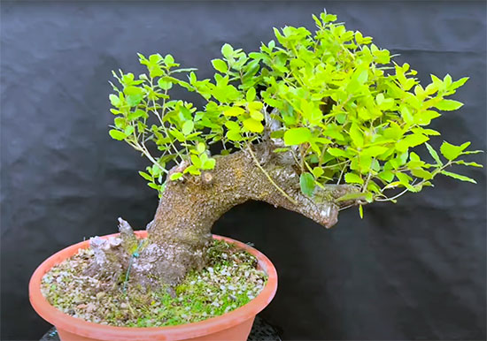 Bonsai encina Quercus ilex