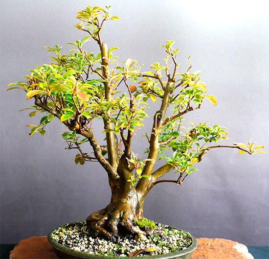 Bonsái Enkianthus campanulatus