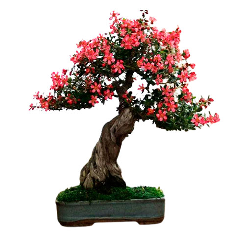 Bonsai escallonia