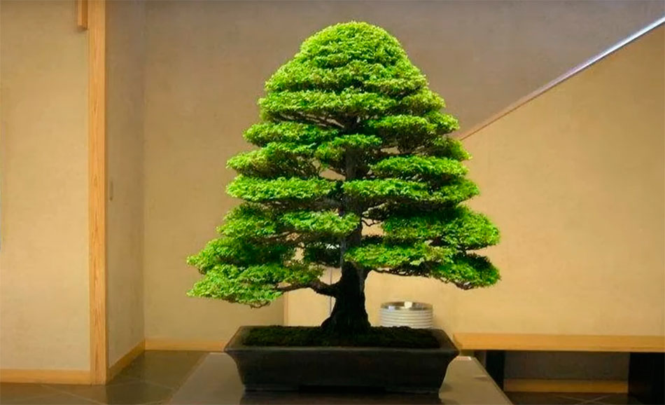 Bonsai estilo erecto o estilo Chokkan