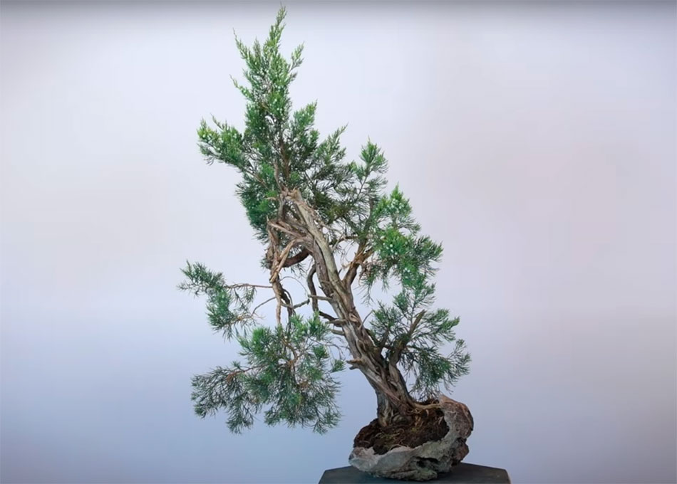 Bonsai ishitsuki o enraizado en roca