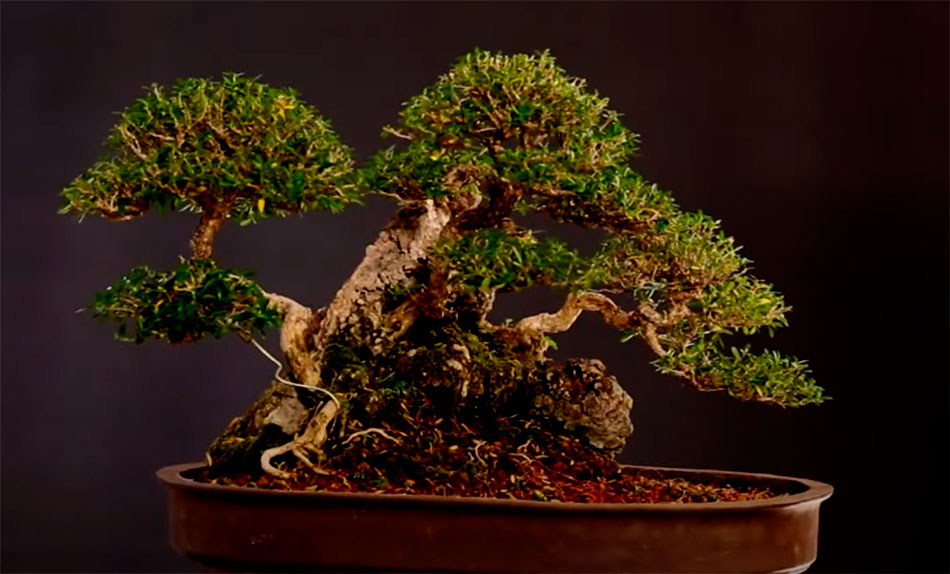 Bonsai estilo seki-joju o estilo sobre roca