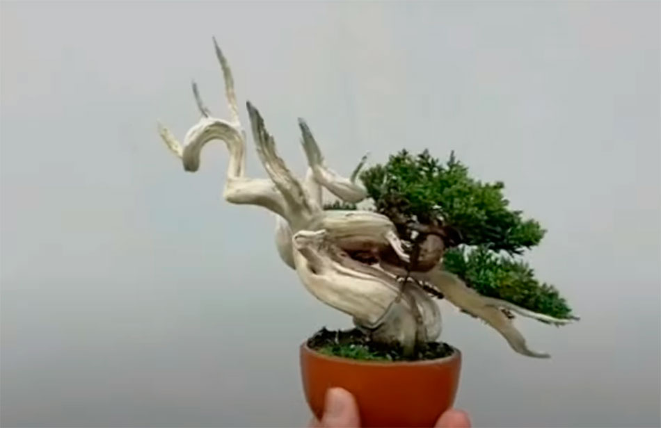 Bonsai con sharimiki