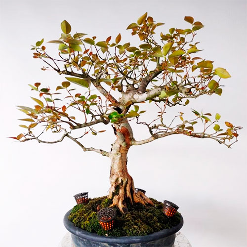 Bonsai eugenia uniflora - pitanza - manzana de agua