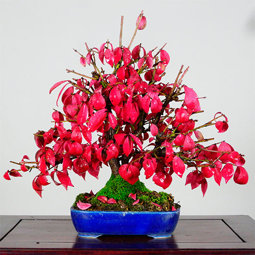 Bonsai euonymus