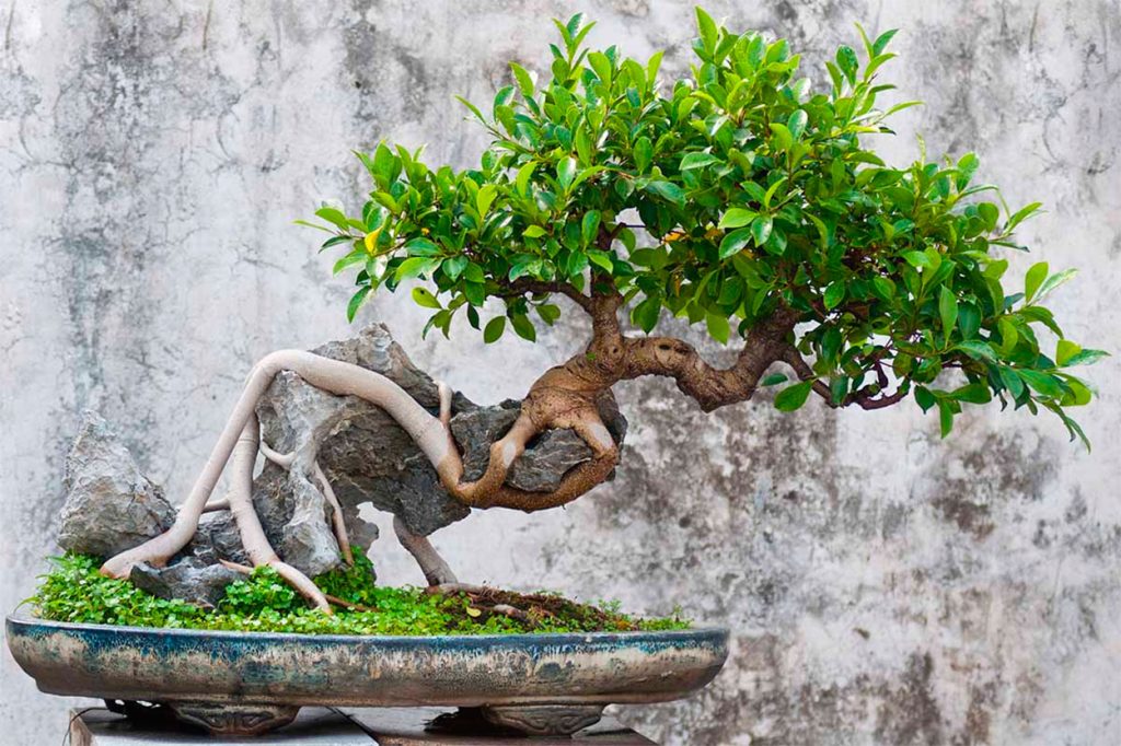 Bonsai ficus enzaizado en roca