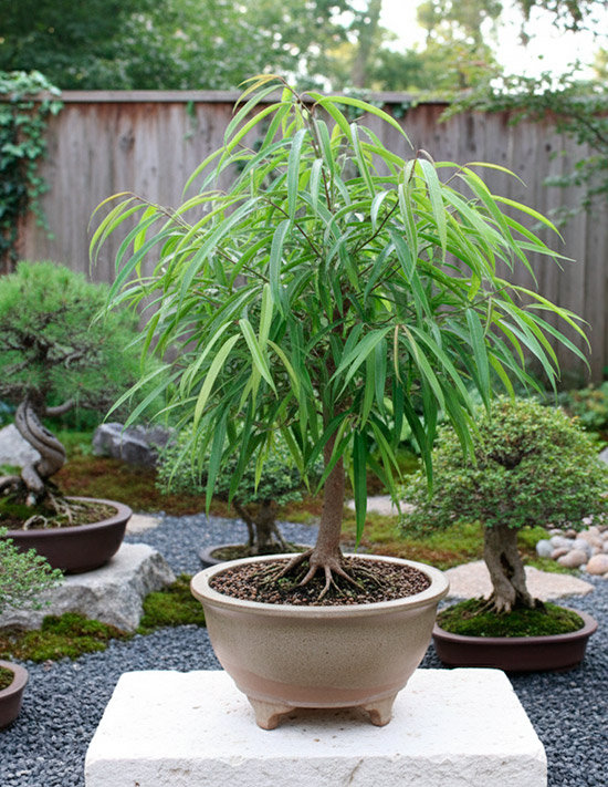 Bonsái Ficus alii - Ficus binnendijkii