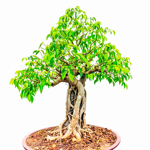 Bonsái de ficus benjamina