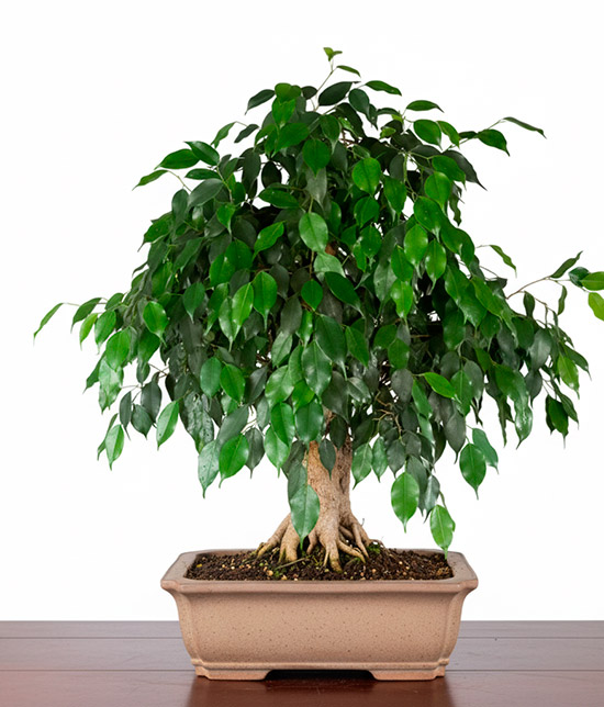 Bonsái ficus Danielle