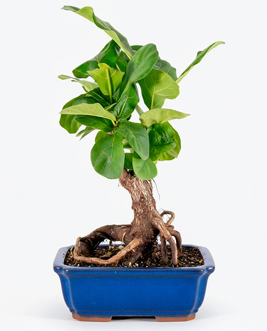 Bonsái de ficus lyrata