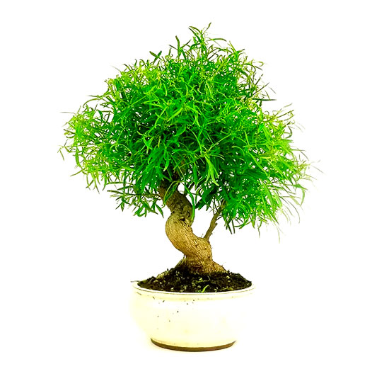 Bonsai de ficus nerifolia