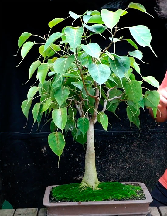 Bonsai ficus religiosa