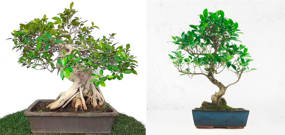 Bonsáis de ficus