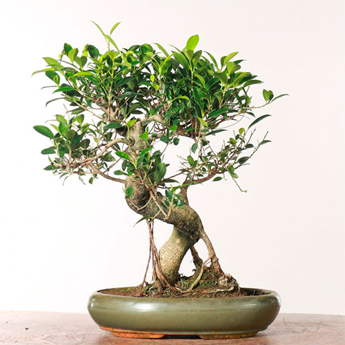 Bonsai ficus retusa