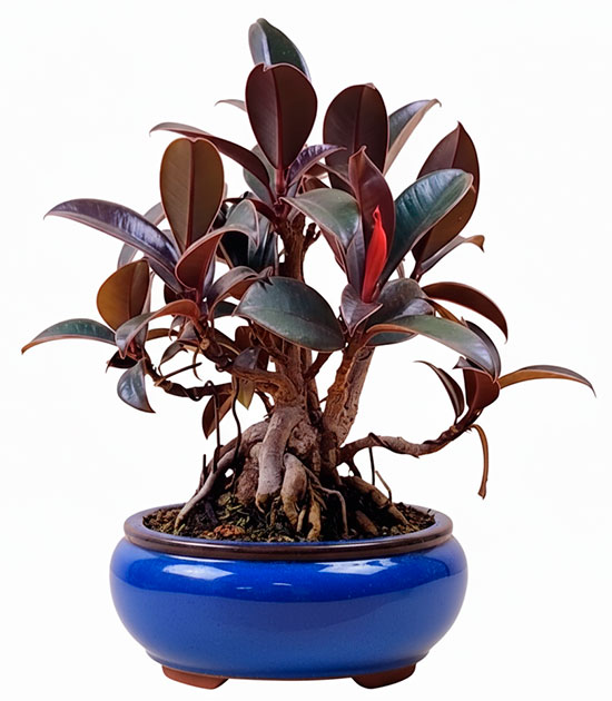 Bonsái ficus robusta