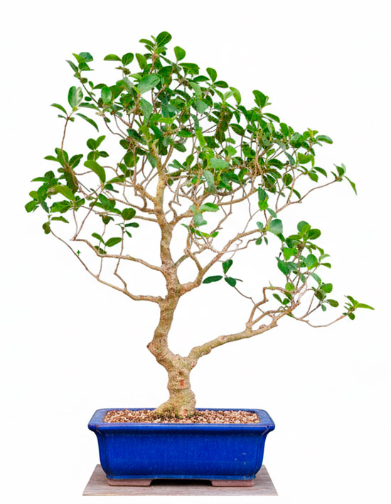 Bonsái de ficus sicomoro - ficus sycomorus