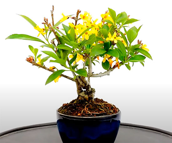 Bonsái Forsythia - forsitia