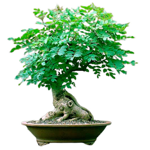 Bonsai de fresno -fraxinus