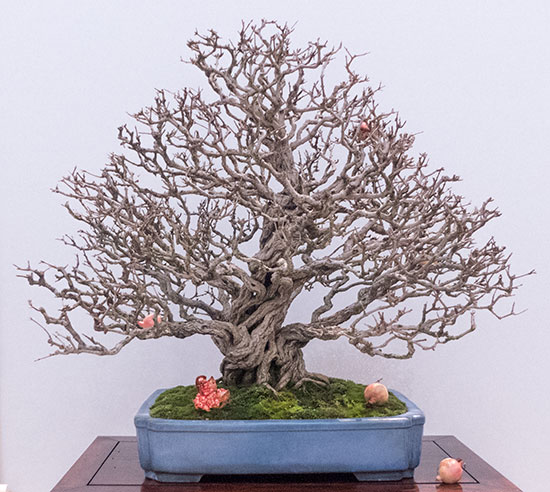 Bonsai Granado Nejikan (Punica granatum nejikan)