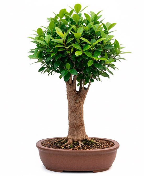 Bonsái de ficus cyathistipula (Higuera africana)