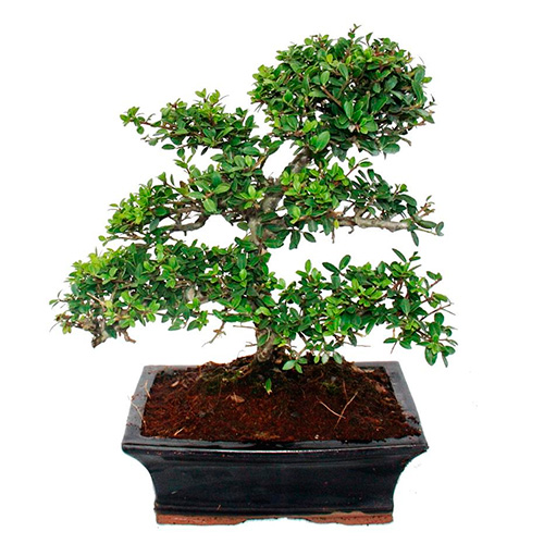 Bonsai ilex crenata