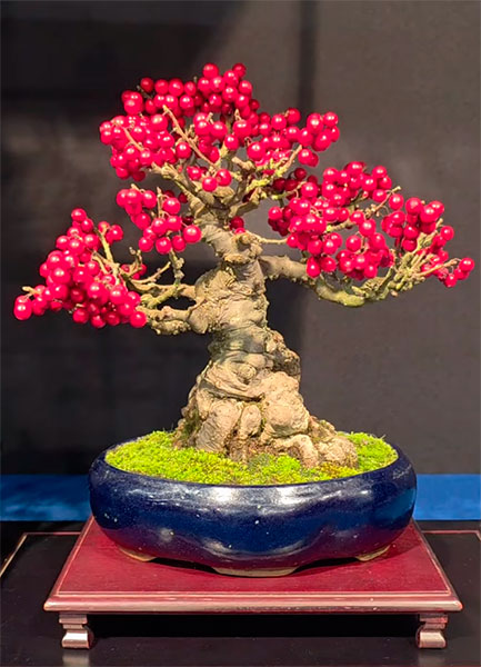 Bonsai ilex serrata