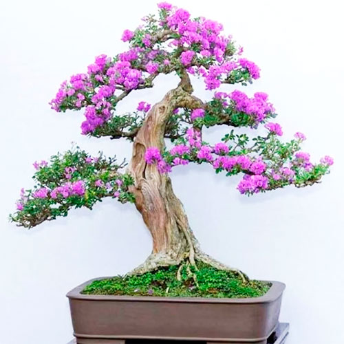 Bonsai jacaranda