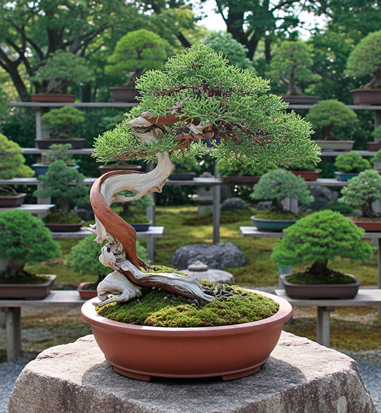 Bonsái Juniperus turbinata - Sabina canaria