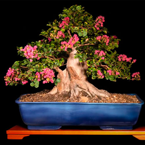 Bonsai árbol de jupiter
