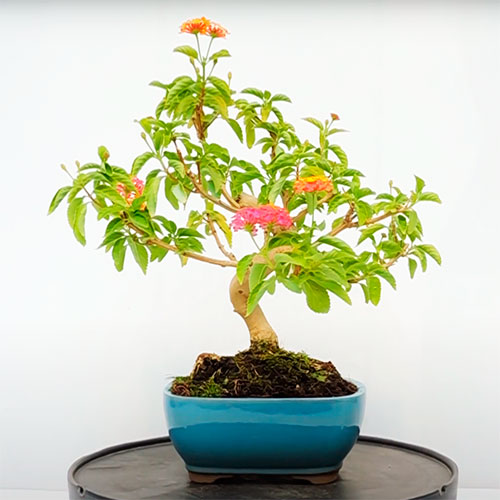 Bonsai de lantana camara - Bandera española