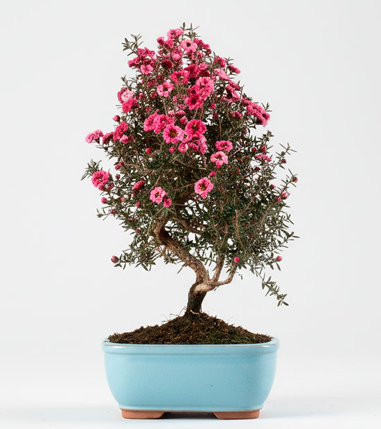 Bonsái leptospermum