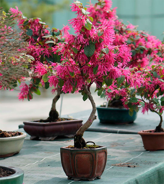 Bonsai loropetalum chinense