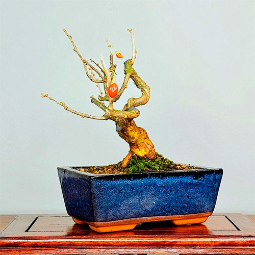 bonsai lycium barbarum - goji