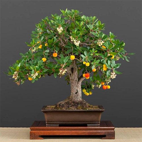 Bonsai de madroño