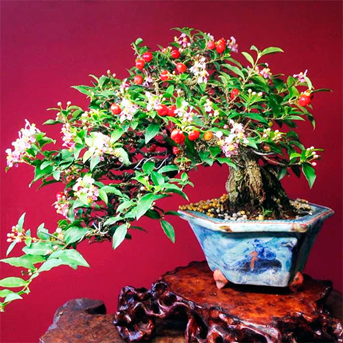 Bonsai de malpiguia - acerola