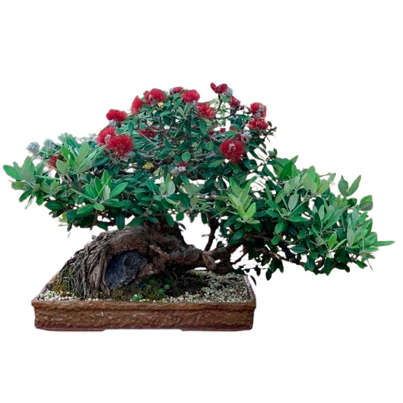 Bonsai metrosideros