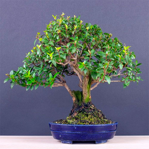 Bonsai mirto