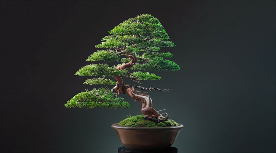 Bonsai estilo moyogi o estilo erecto - vertical informal