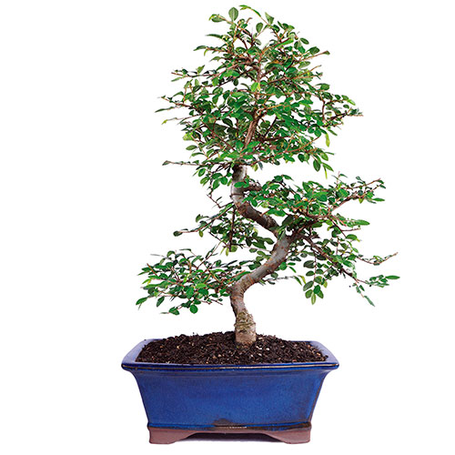 Bonsai olmo chino