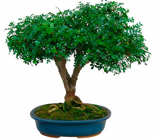 Bonsai Operculicarya decaryi