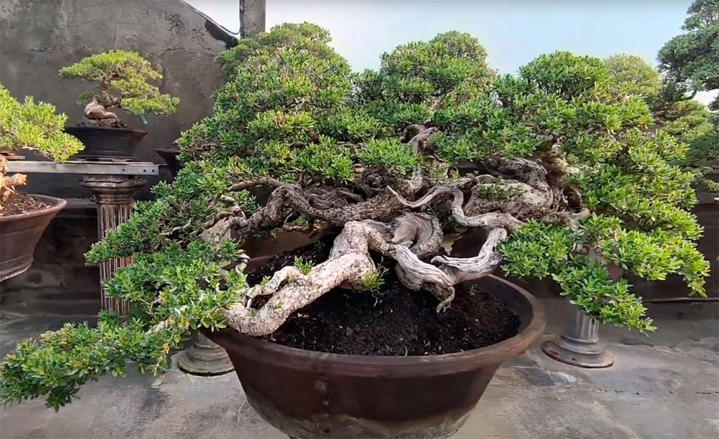Bonsai de pemphis acidula