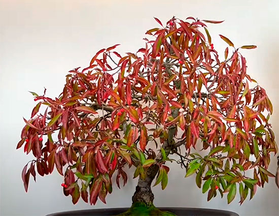 Bonsai photinia - fotinia
