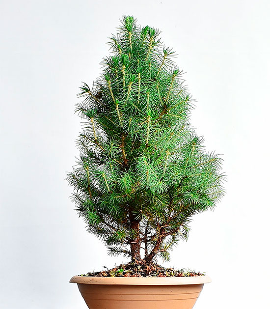 Bonsái picea abies