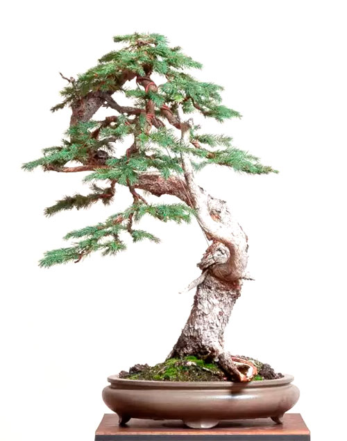 Bonsái picea engelmann - picea engelmannii